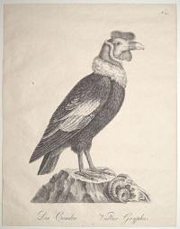 Der Condor. Vultur Gryphus.
