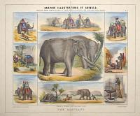 Graphic Illustrations Of Animals, Shewing Their Utility To Man, In Their Services During Life And Uses After Death. Pl. 10. The Elephant.