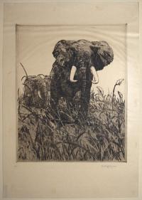 [African Elephants in grass].