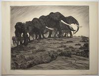 [Herd of Elephants].