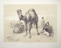 [Camels] Dromadiare. No. 29.