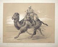 [Camels] Étude de Chamaeu. No. 44.