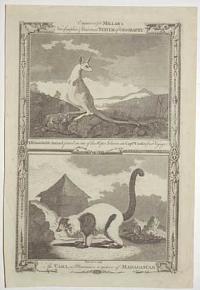 [Kangaroo & Lemur] A Remarkable Animal found on one of the Hope Islands, in Capt.n Cook's first Voyage.