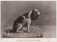 The Musical Spaniel of Darmstadt.