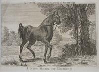 A Hunter belonging to the Duke of Richmond. A New Book Of Horses.