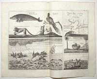 [Illutrations of Guinea]
