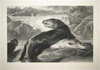 [Otters and Salmon.]