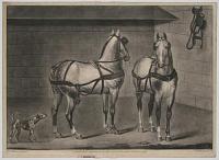 [Two coach horses.]