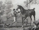 Horse Scenes