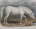 Horses including Racing
