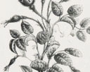 Printed Oddities, including Optical prints, Games & Puzzles
