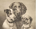 Dogs
Hounds, Terriers
Toy, Utility
Working
