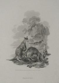 Kanguru.  [Kangaroos.]