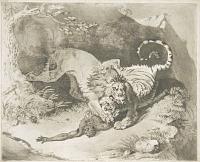 [A lion and tiger fighting over a native.]