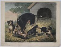 [A terrier bitch with litter outside a kennel.]