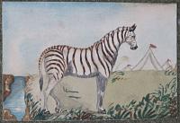 Burchell's Zebra, Africa. [in pencil on verso.]