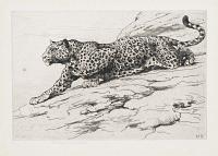 [Prowling leopard.]