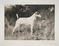 [A fox terrier.]