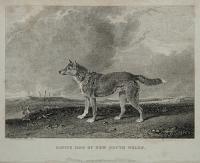 Native Dog of New South Wales.