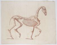 [Horse anatomy.] Plate I.