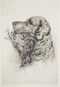 Golden Retriever. [Pencil title]