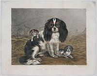 Miss Fan and Pups.