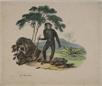 The Orang-Outang.