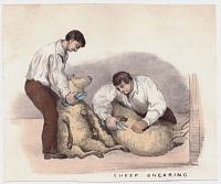 Sheep Shearing.