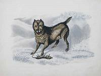 [Cairn terrier and rat.]