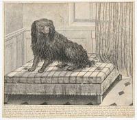 Epagneul D'angleterre�