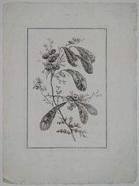 [Flowers. 6.]