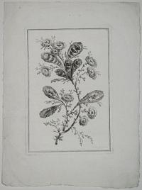 [Flowers. 5.]