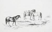 Welsh Moutain Ponies.