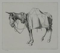 [The Spanish Mule.]