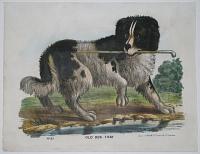 Old Dog Tray. No.83.