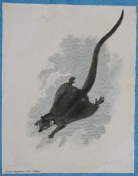 Flying Oppossum [sic], (New S. Wales.)