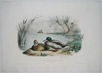Le Canard Sauvage, M&acirc;le et Femelle (Buffon). 8/5 de la Grandeur naturelle. Anas ferina et Anas rufa (Gmelin). 42.