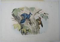 Le Geai blue (mâle) Garrulus cristatus (Vieillot) ½ nature. Le Pic à baguettes dorées (femelle) Picus auratus (Gmelin) ½ nature. Amérique Sept.le.
