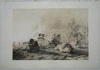 [Group of Cattle.]