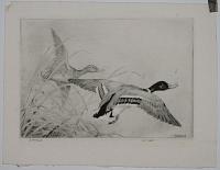 Wild Duck [pencil, lower right.]