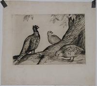 Pheasant [pencil, lower left.]