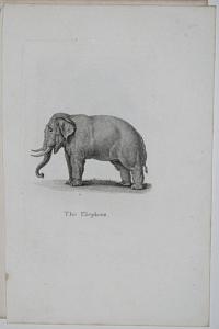 The Elephant.