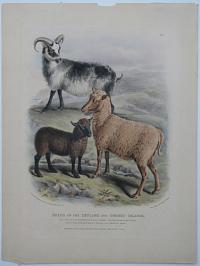 Breed of the Zetland and Orkey Breed.