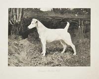 Champion Sandown Violet.