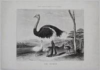 The Ostrich. Varty's Series of Domestic & Wild Animals. No.20.