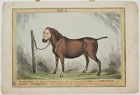 To be sold without Reserve to the Highest Bidder - That famous Rat tailed Cob Bob "got by Merchant" out of Query" by Expediency"�is known to the Sporting World for his quickness in turning) the halter will go with the Lot.