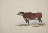 Herefordshire Cow.