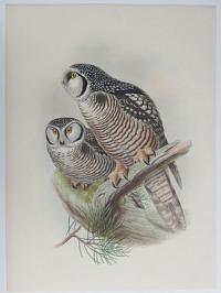 [Surnia Funeria - Northern Hawk Owl.]