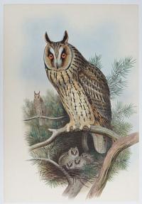 [Otus Vulgaris - Long-Eared Owl.]