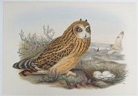 [Brachyotus Palustris - Short-Eared Owl.]